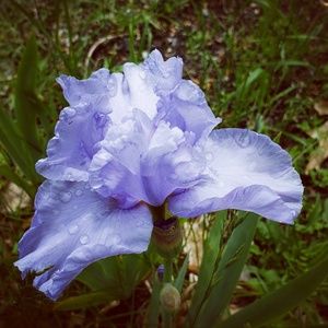 Meet your Posher, Evelyn